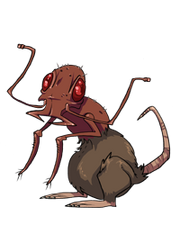 58-rat-ant