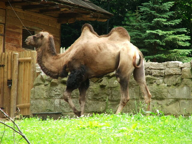 Plik:Zoo.jpg