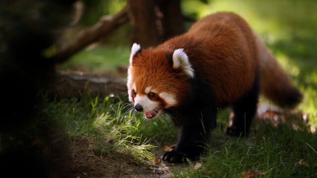 Plik:Syczaca-panda-mala.jpg
