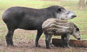 Tapir anta3.jpg