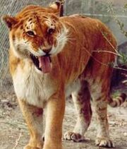Tigon.jpeg