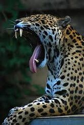 Jaguar3 paszcza.jpg