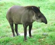 Tapir anta.jpeg