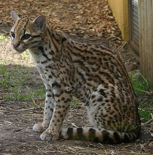Ocelot2.jpg